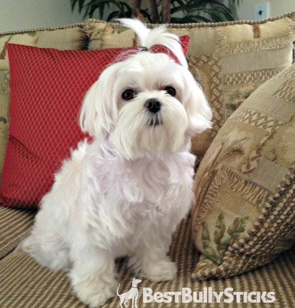 How Much Does A Maltese Dog Cost (June 2022) The Goody Pet