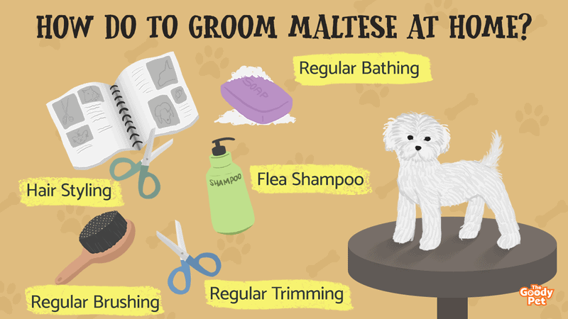 Do maltese shed sales hair