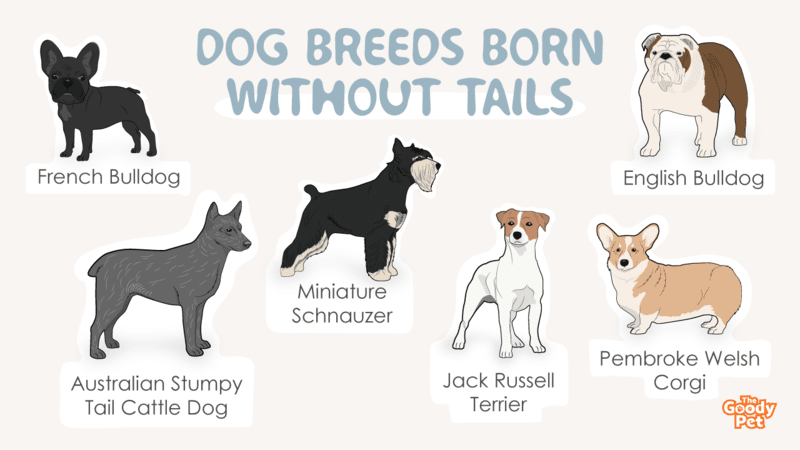 16 Dog Breeds Born Without Tails - The Goody Pet
