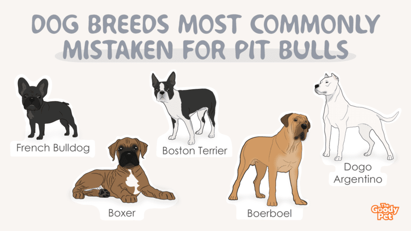 are pit bulls just dogs