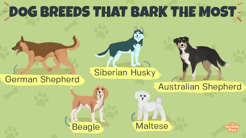 do newfoundland dogs bark a lot