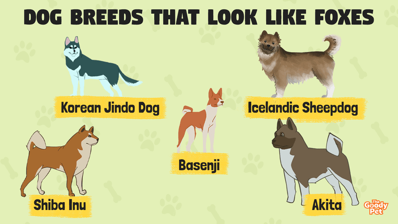 a dog breed that looks like a fox