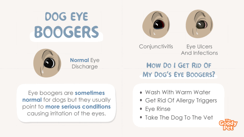 Dog Eye Boogers - How To Get Rid Of Them? - The Goody Pet