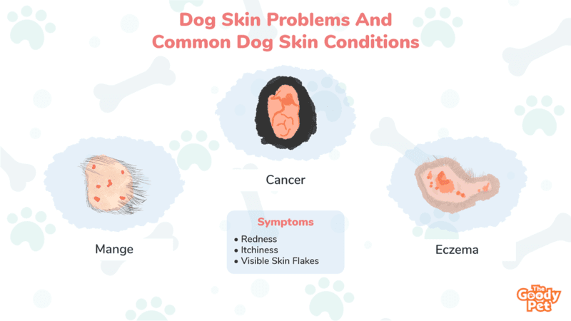 Common Dog Skin Problems Symptoms And Treatment The Goody Pet