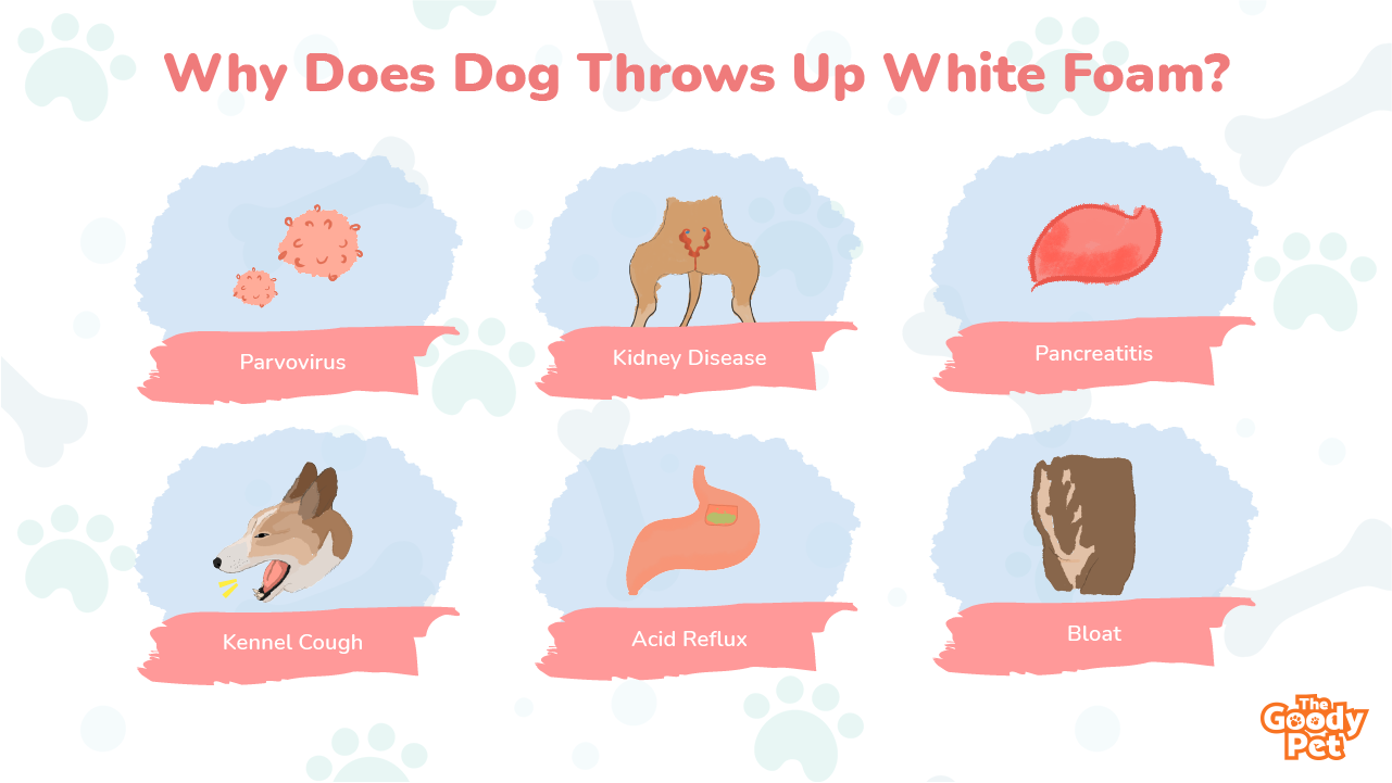 what does white foamy dog vomit mean