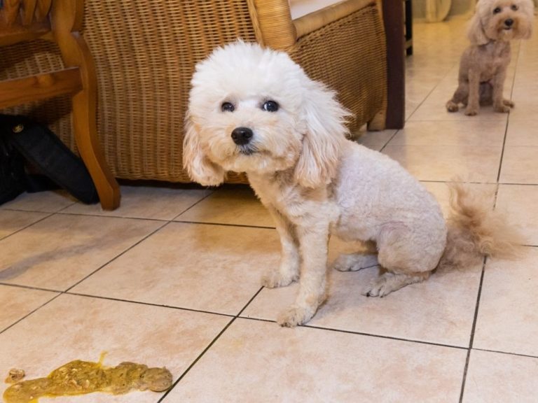 9 Effective Home Remedies For Dog Vomiting The Goody Pet