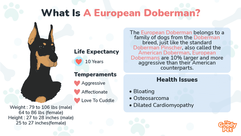 what is a european doberman
