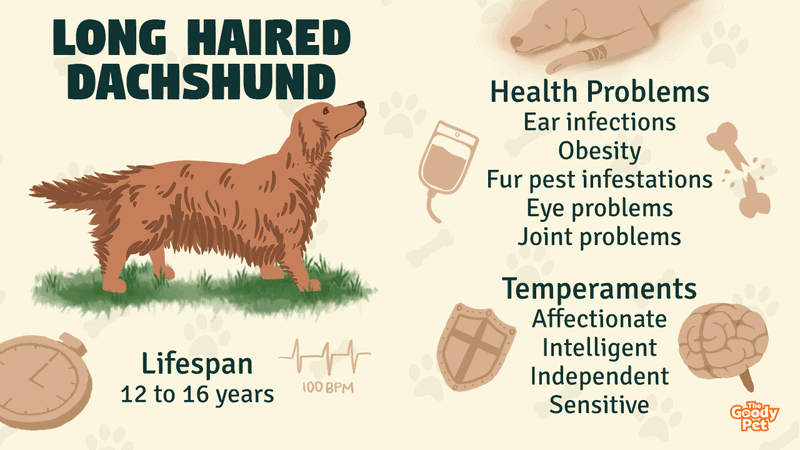Everything You Need To Know About A Long Haired Dachshund - The Goody Pet