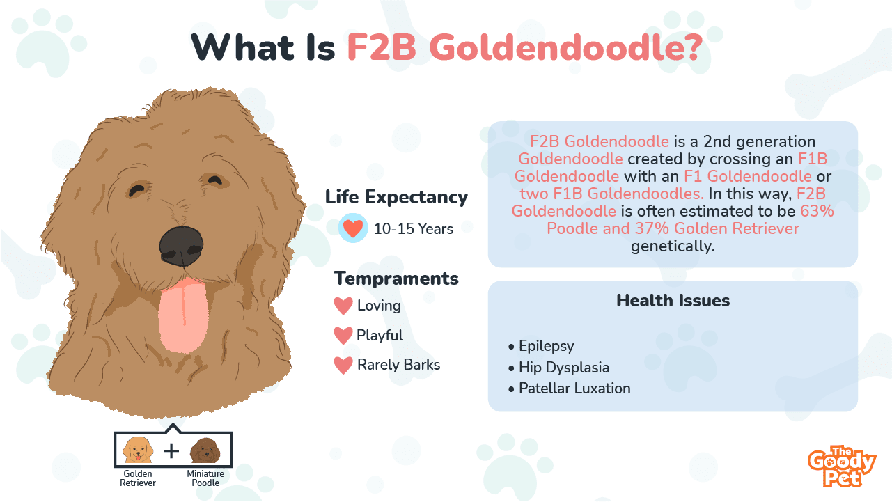 can you breed an f2b goldendoodle