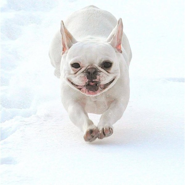 French Bulldog Temperament & Personality - 14 Kinds You Would Not Have ...