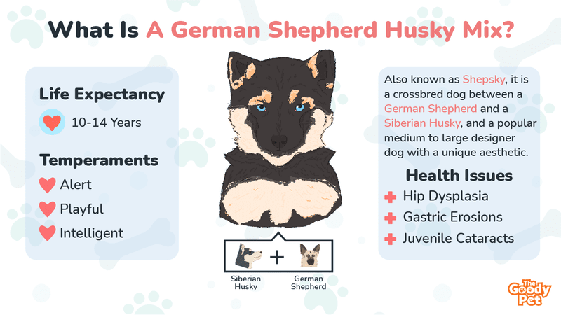 Gerberian shepsky shop growth chart