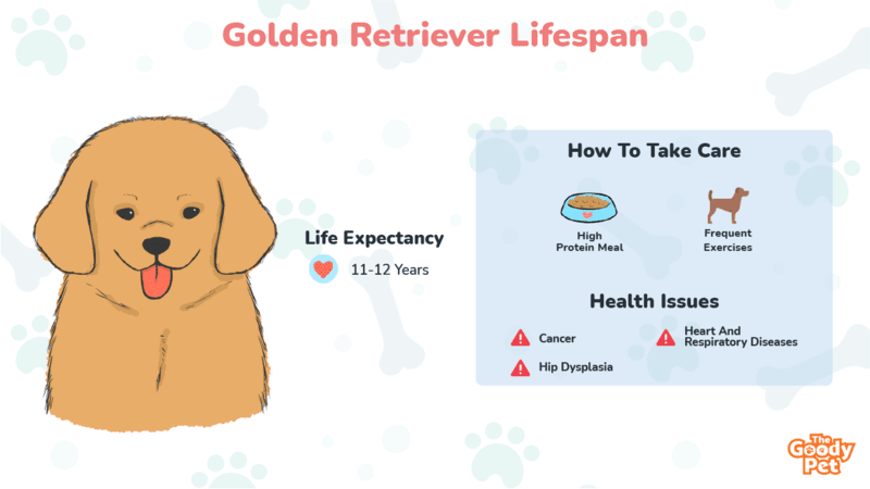 what age do golden retrievers die