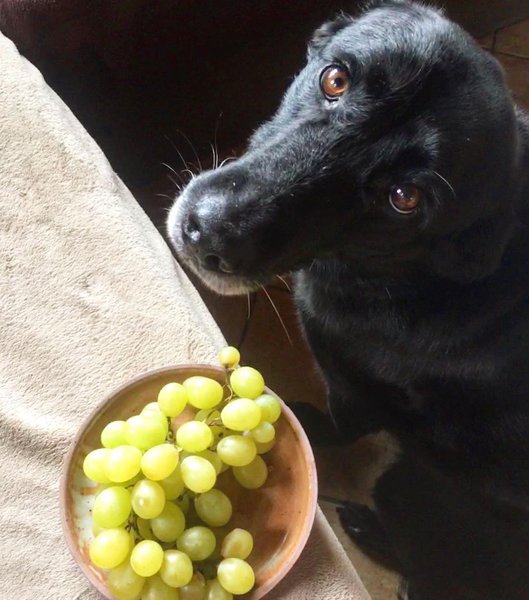 The 27 Worst Foods That Are Bad For Dogs (Warning Toxic!) The Goody Pet