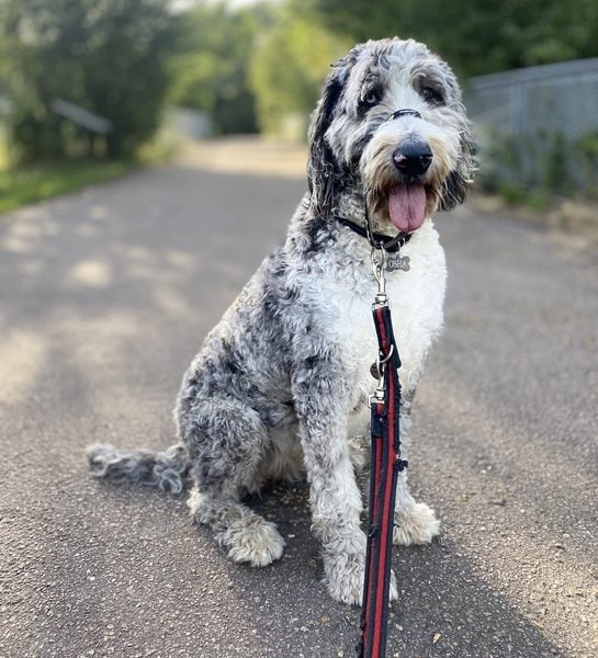 Great Dane Poodle Mix Your Complete Breed Guide To The Great Danoodle The Goody Pet