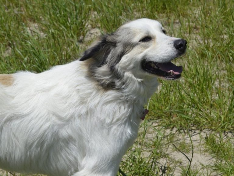 marxisme Rummelig Indgang 19 Great Pyrenees Mixes That You Would Never Know Existed - The Goody Pet