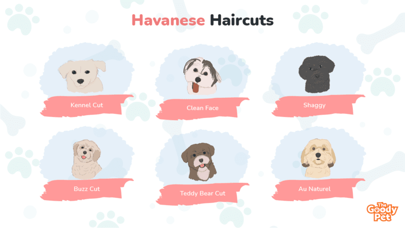 11 Havanese Haircuts That Would Make Your Pup A Star - The Goody Pet