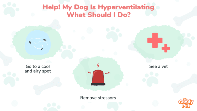 Help! My Dog Is Hyperventilating - What Should I Do? - The Goody Pet