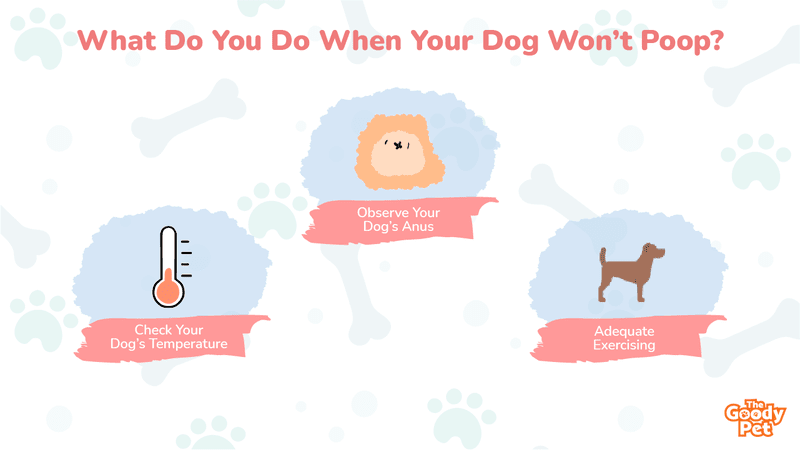 why do dogs poop while running