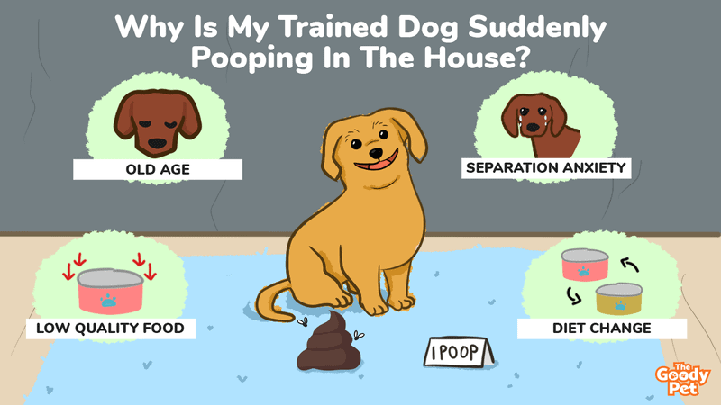 do older dogs poop more often