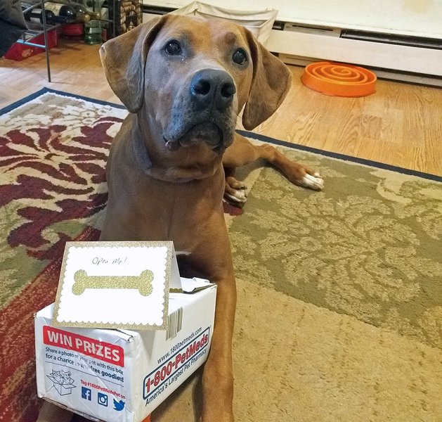 1800PetMeds Review Is It Worth It? (September 2024 Reviews) The