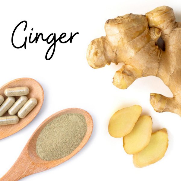 Help! My Dog Is Throwing Up Yellow Vomit What Should I Do? The