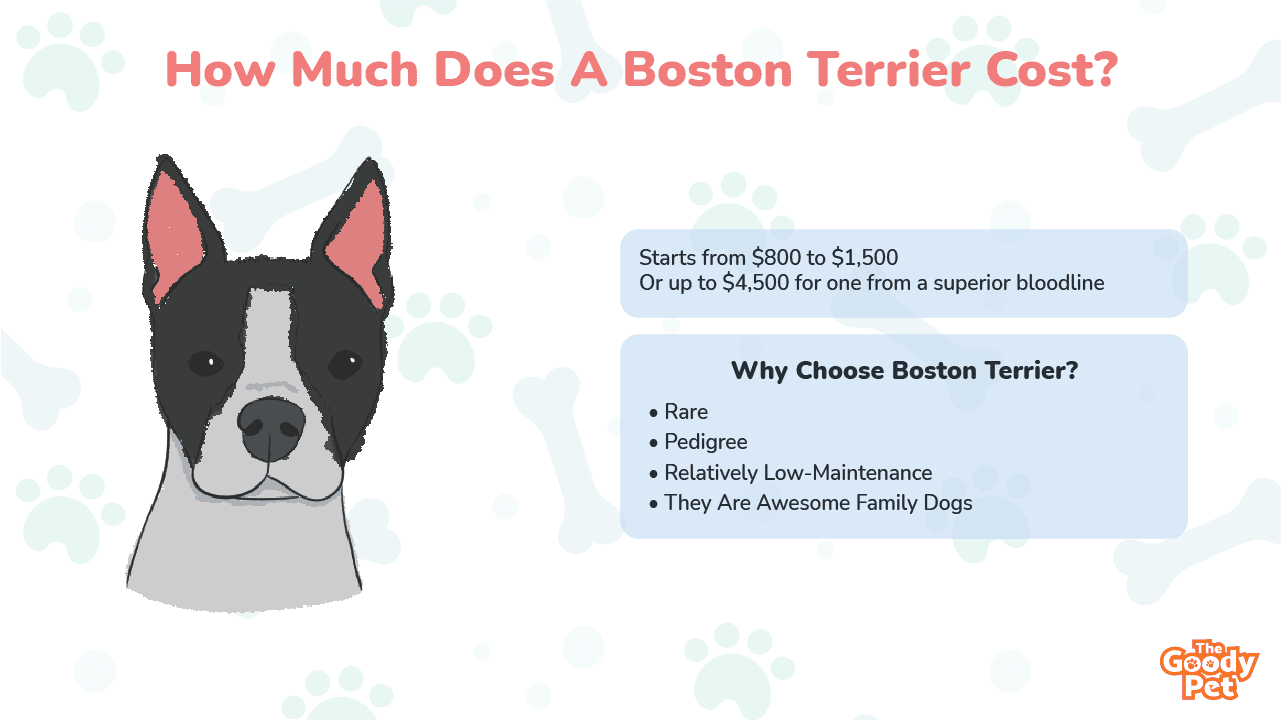 how much should i pay for a boston terrier