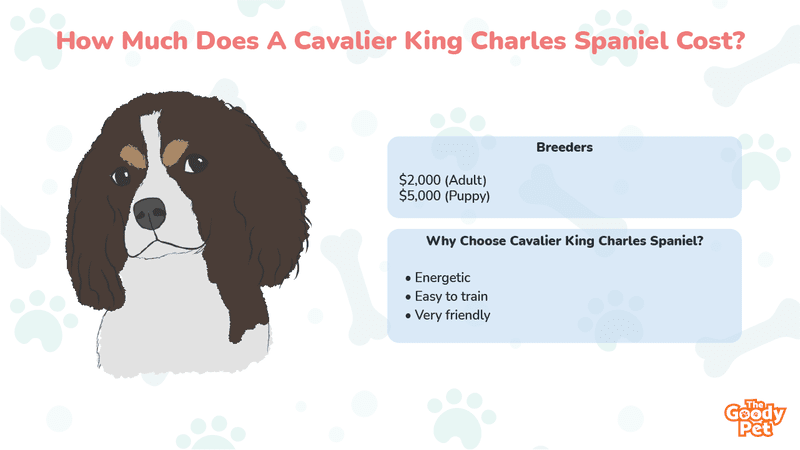 King best sale charles cost
