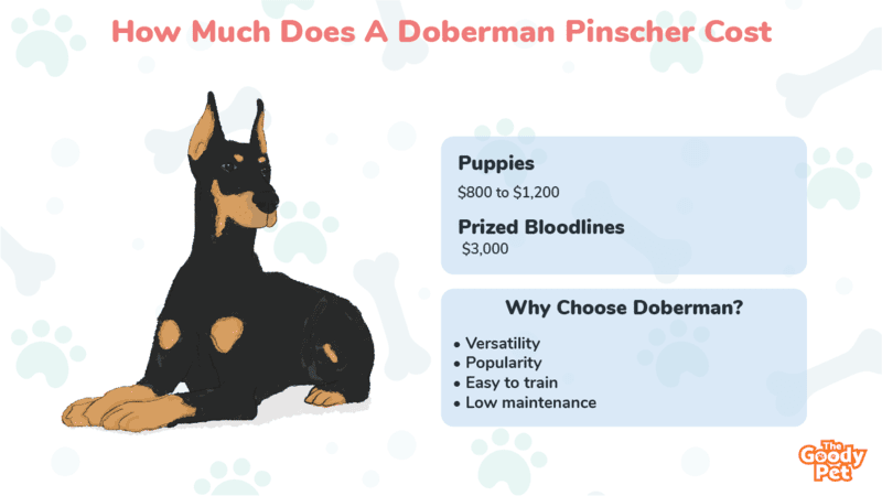 do dobermans need a lot of attention