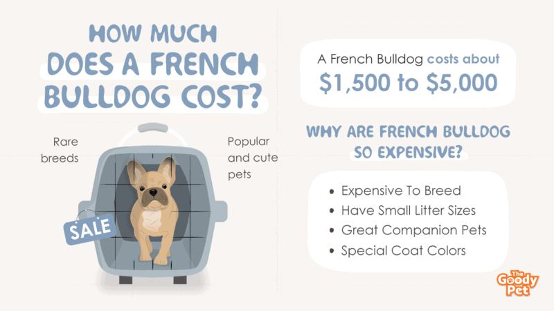 How Much Do French Bulldogs Cost (March 2023) - The Goody Pet