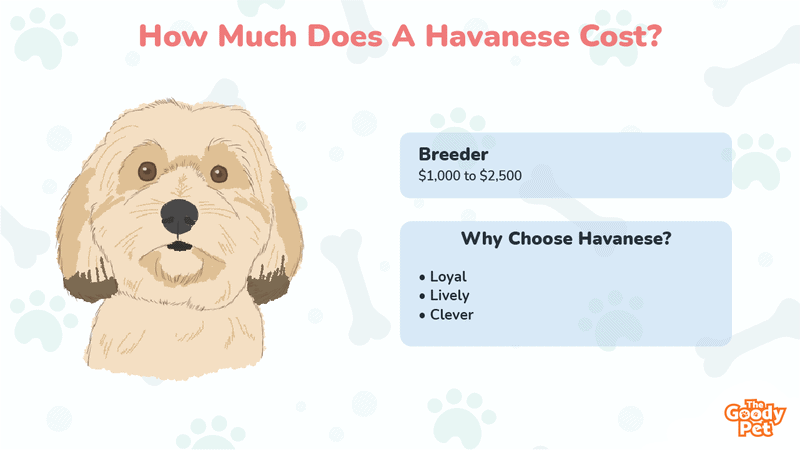 How Much Do Havanese Dogs Cost? (Updated November ...