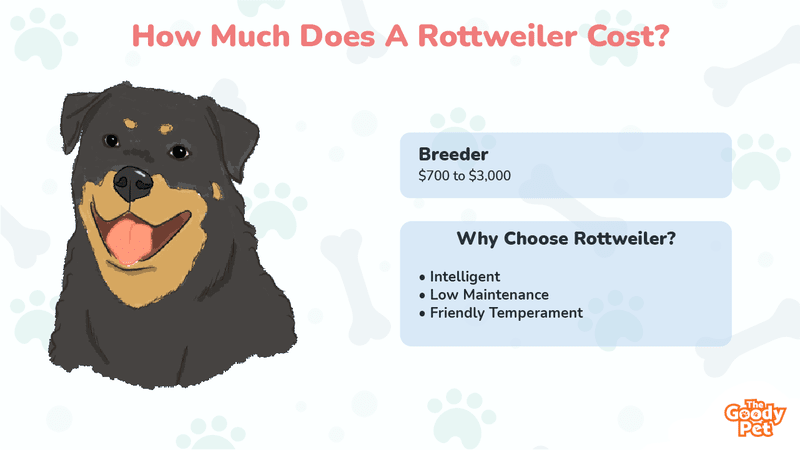 are rottweilers expensive to keep