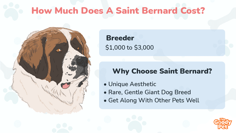 How Much Does A Saint Bernard Cost February 2024 The Goody Pet