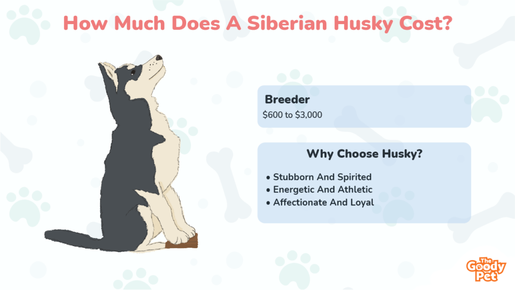 How Much Is A Siberian Husky (November 2022) The Goody Pet