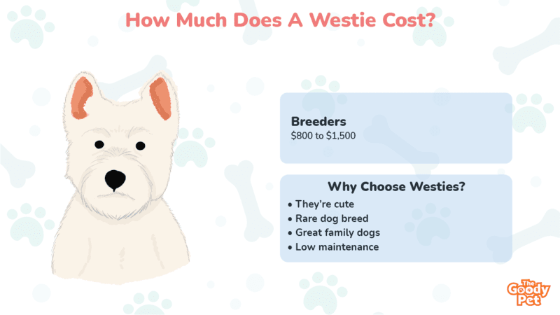 How Much Does A Westie Cost (August 2022) - The Goody Pet