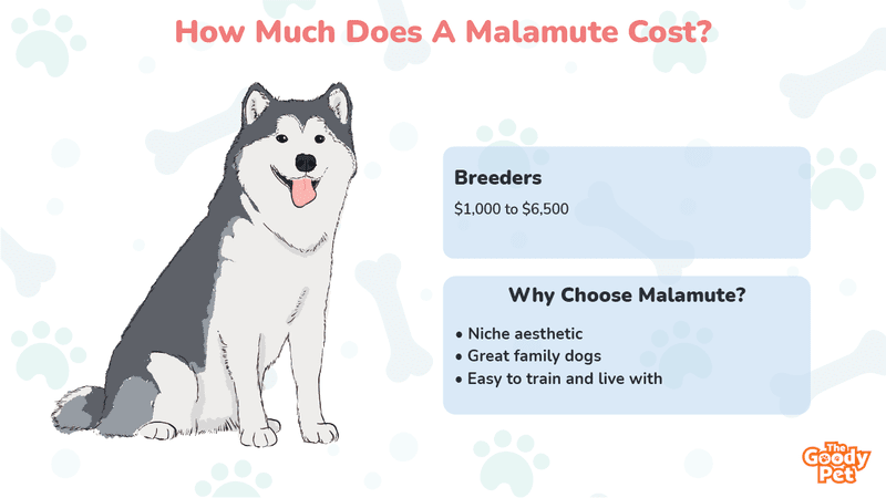 How Much Do Alaskan Malamutes Cost (November 2022)