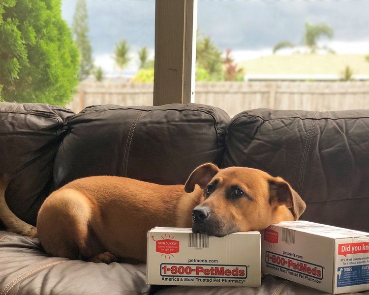 1800PetMeds Review Is It Worth It? (September 2024 Reviews) The