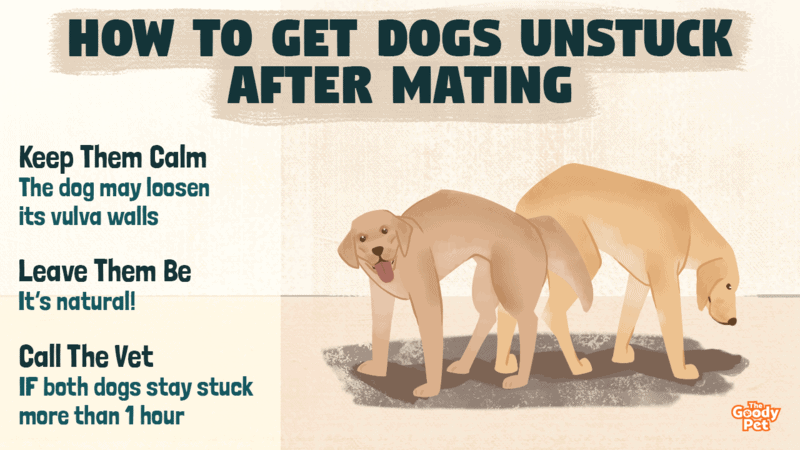 how can i prevent my dog from getting pregnant after mating