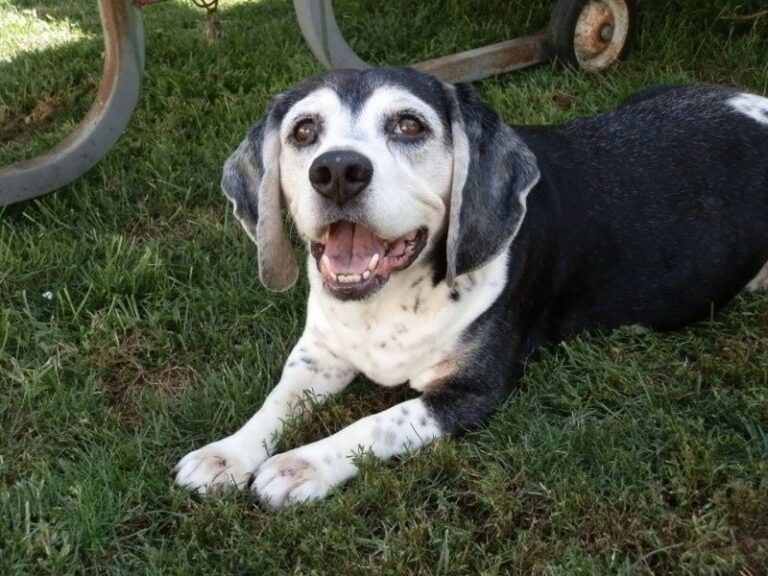 Black And White Beagle Your Complete Breed Guide The Goody Pet