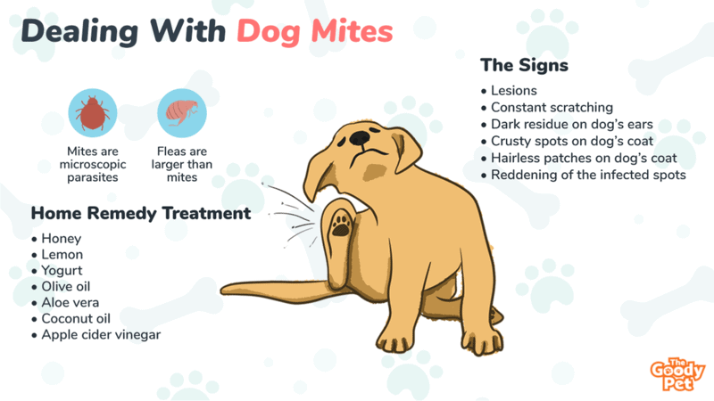 how do dogs get skin mites