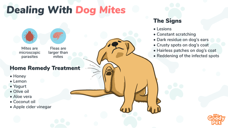 does coconut oil kill ear mites in dogs