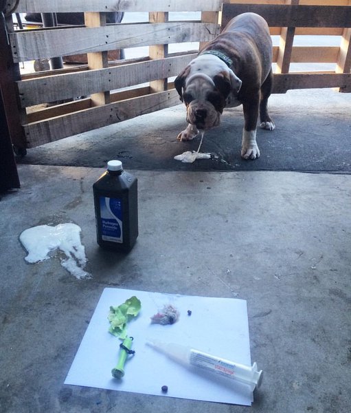 Puppy Vomiting Possible Causes And Treatment The Goody Pet