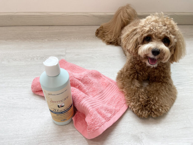 5 Best Dog Shampoos For Mange (January 2024 Reviews) The Goody Pet