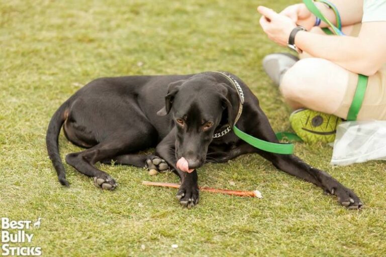 Why Do Dogs Lick Their Nose? Understanding The Dog Body Language The