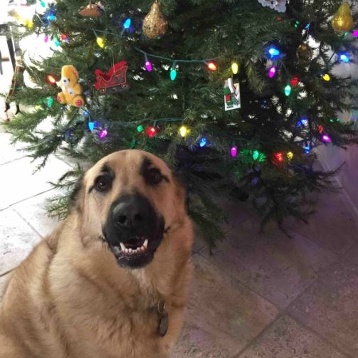 Belgian Malinois Dog Bite Training Wood Christmas Tree Holiday Ornament