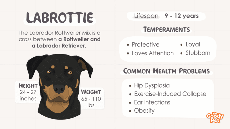 fællesskab delikatesse bark Labrador Rottweiler Mix - Your Complete Labrottie Breed Guide - The Goody  Pet