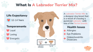Labrador Terrier Mix - Your Complete Breed Guide - The Goody Pet