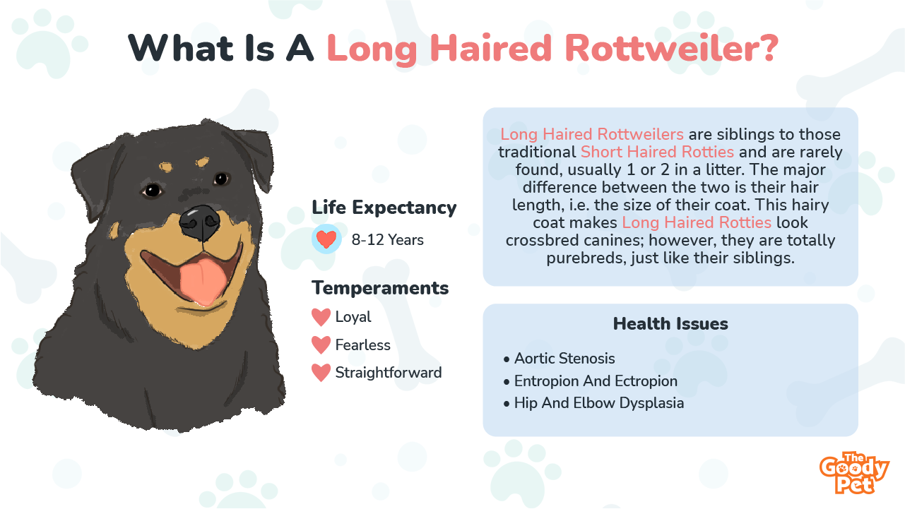 are rottweilers considered long hairor short hair