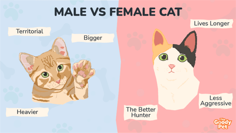 Pet Should I Get A Male Or Female Cat The Difference Between