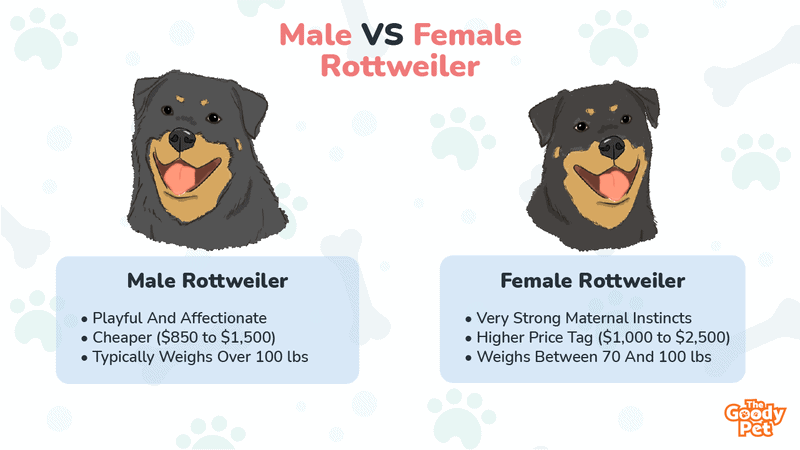 are rottweiler affectionate