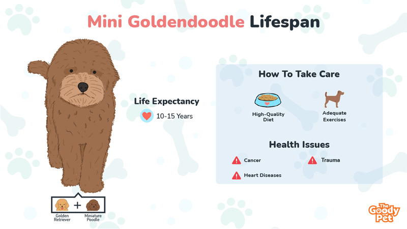 Mini Goldendoodle Lifespan And Its Common Health Issues